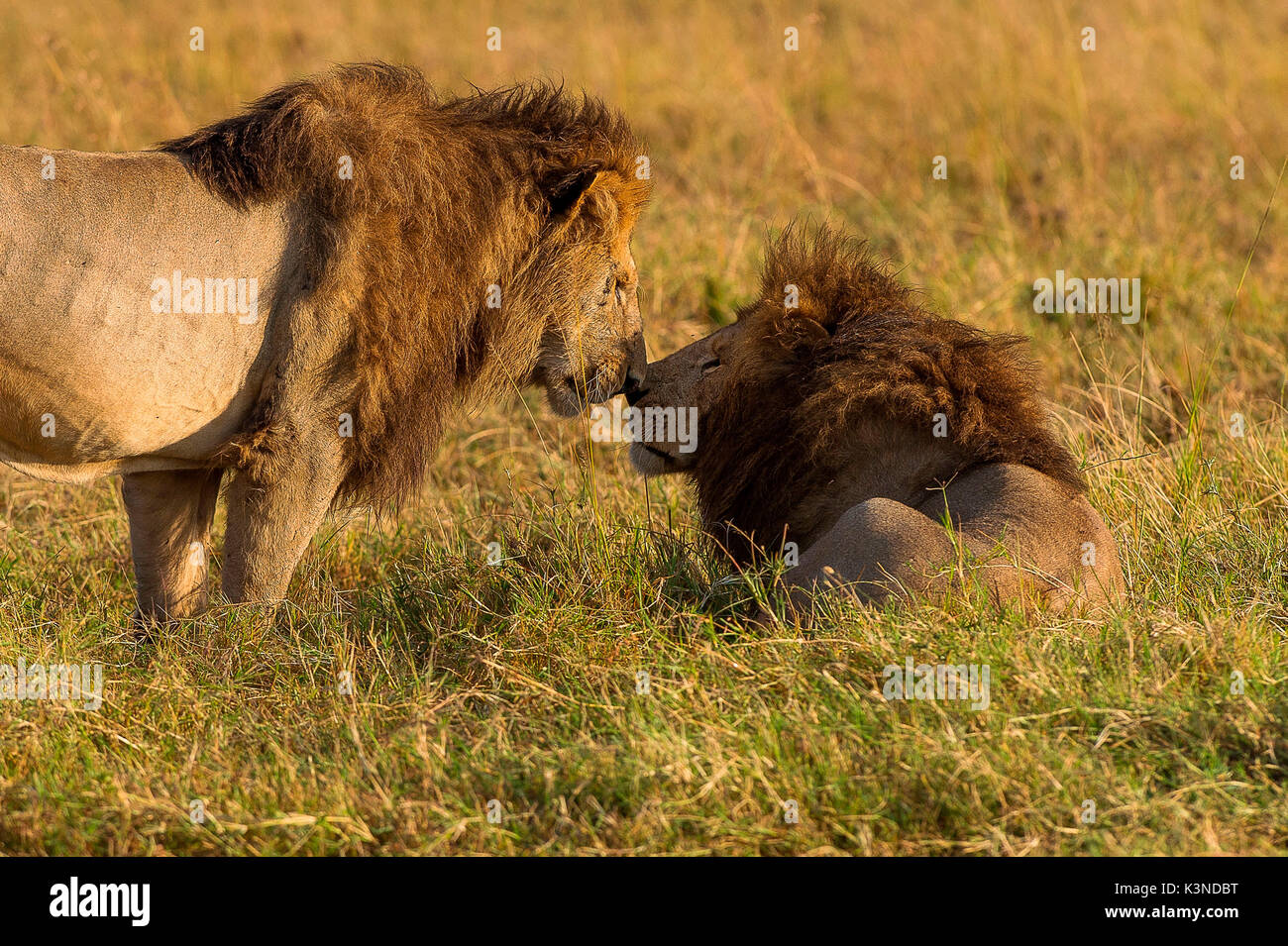 Die Masai Mara, Kenia, Afrika ein paar Männliche Löwen, ca. 8 Jahre alt, in die Masai Mara genommen Stockfoto