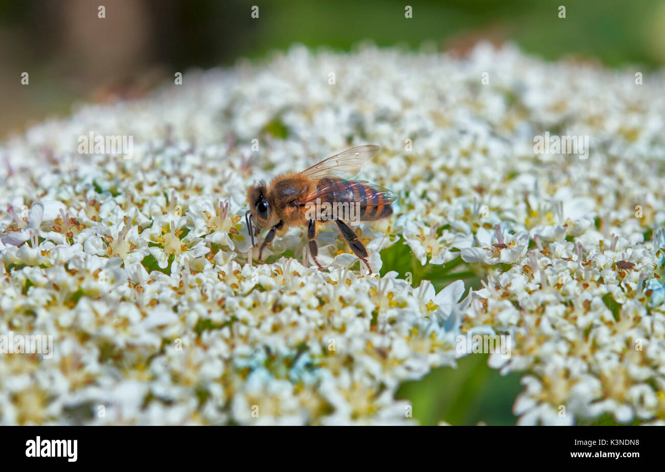 Ein Bienen ist eine Schnittfuge eine Blume Stockfoto