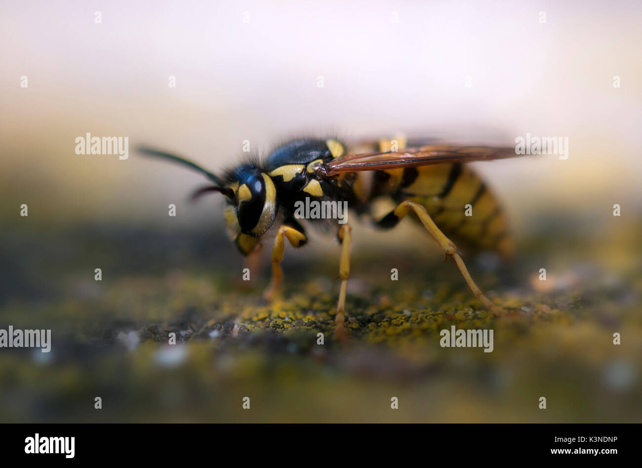 Wasp Makro mit weit geöffneten Kiefer Stockfoto
