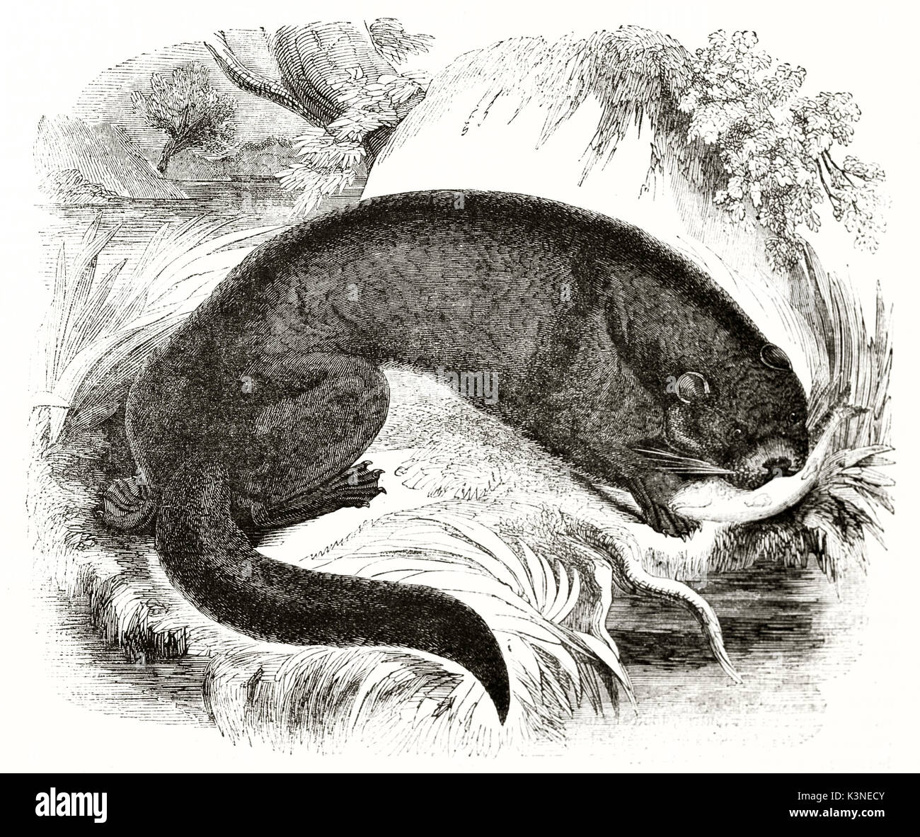 Alte Abbildung: ein Otter (Lutra lutra) des ganzen Körpers in seiner natürlichen Umgebung, reich an Vegetation und Wasser angezeigt. Von unbekannter Autor auf Magasin Pittoresque Paris 1839 veröffentlicht. Stockfoto