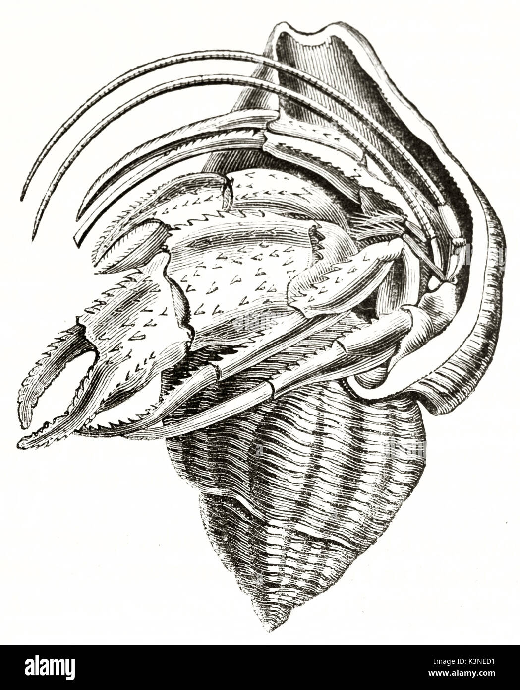 Antike detaillierte Darstellung einer einzelnen isolierten Pagurus bernhardus in seiner Schale. Von unbekannter Autor auf Magasin Pittoresque Paris 1839 veröffentlicht. Stockfoto