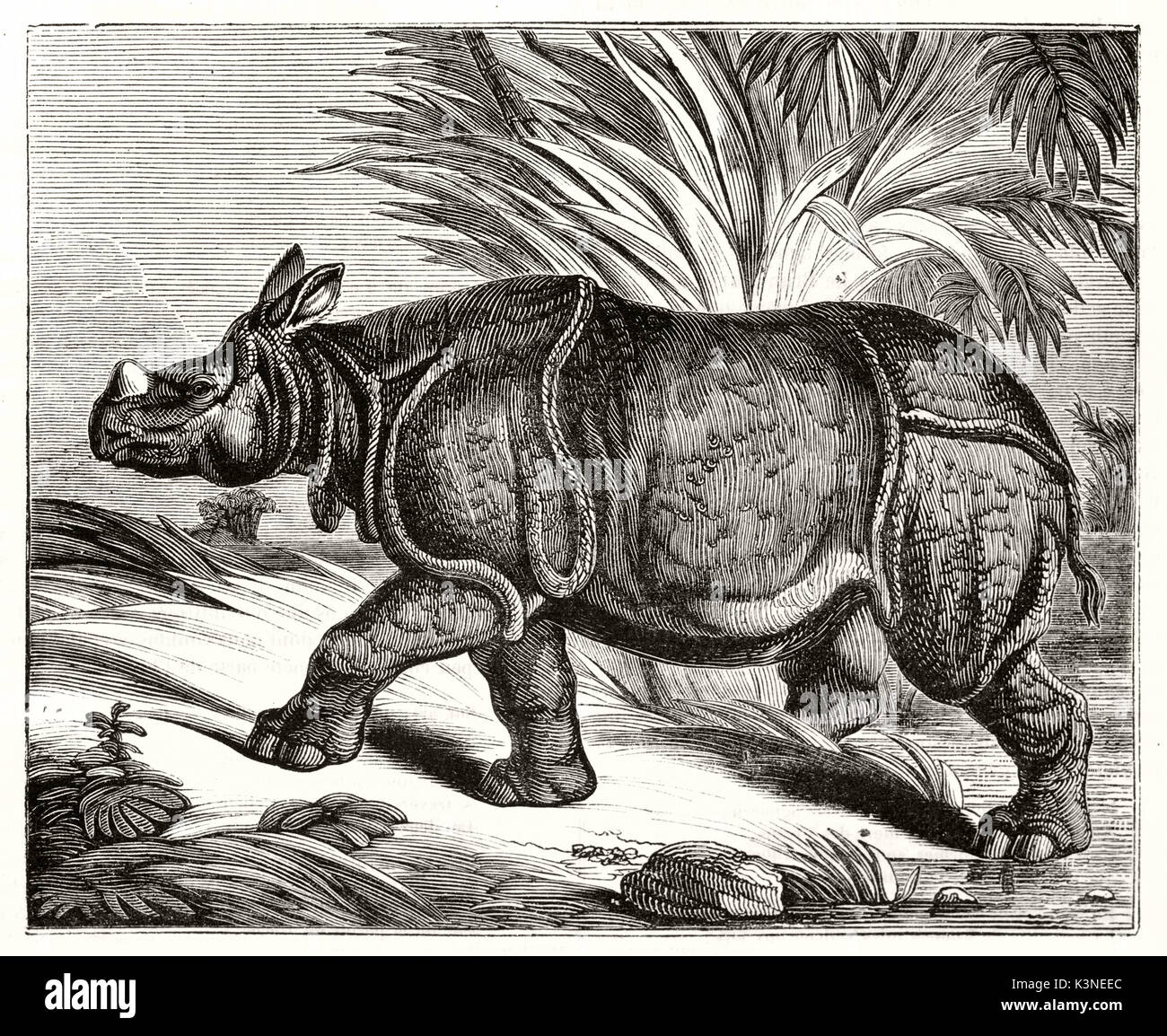 Alte Illustration einer einzigen vollständigen Körper Rhino Walking in der Natur. Die reichen schlüpfen die Kunst eine wunderbare Graustufen Gefühl. Von unbekannter Autor auf Magasin Pittoresque Paris 1839 veröffentlicht. Stockfoto