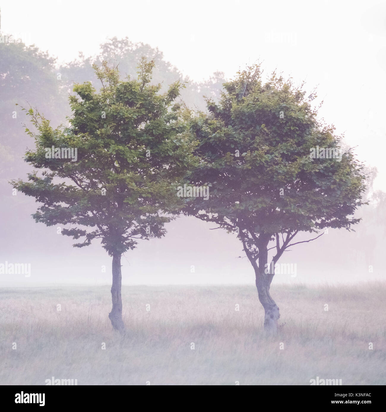 Farbfoto von zwei Bäumen dicht beieinander im Morgennebel. Stockfoto