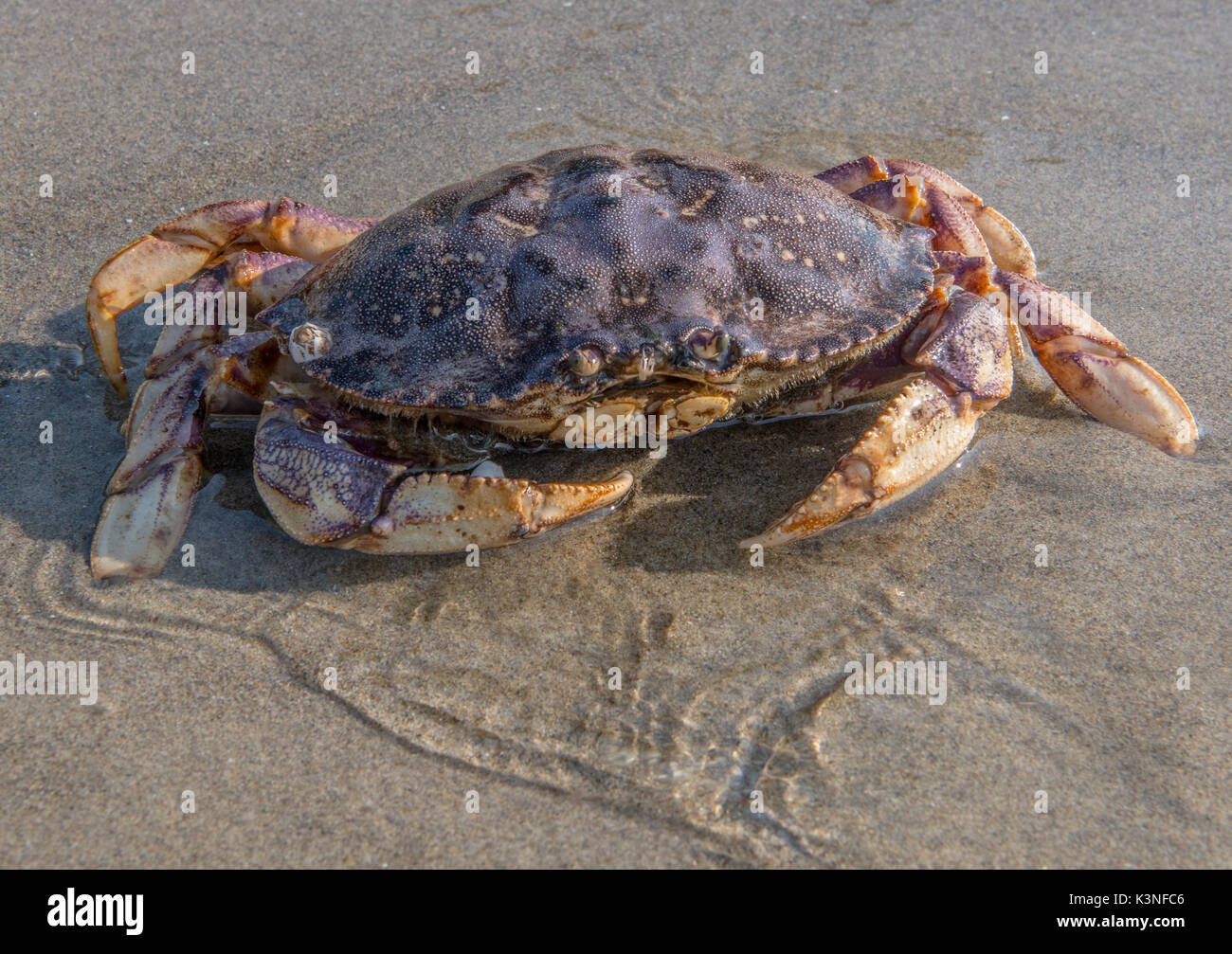 Große Krabbe im seichten Wasser an sandigen Strand Stockfotografie Alamy