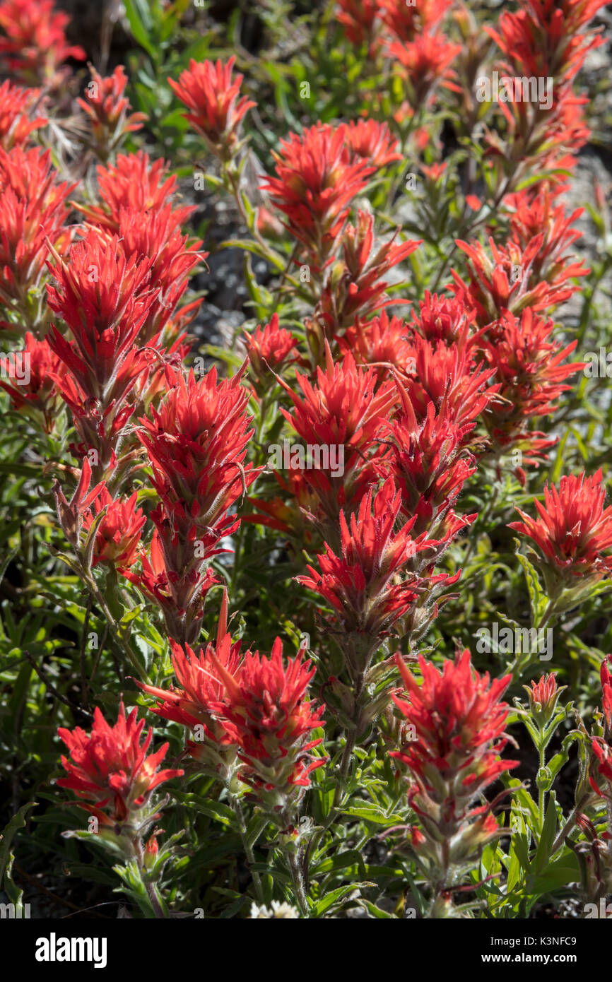 Große Gruppe von Indian Paintbrush Blumen in der High Sierra Stockfoto