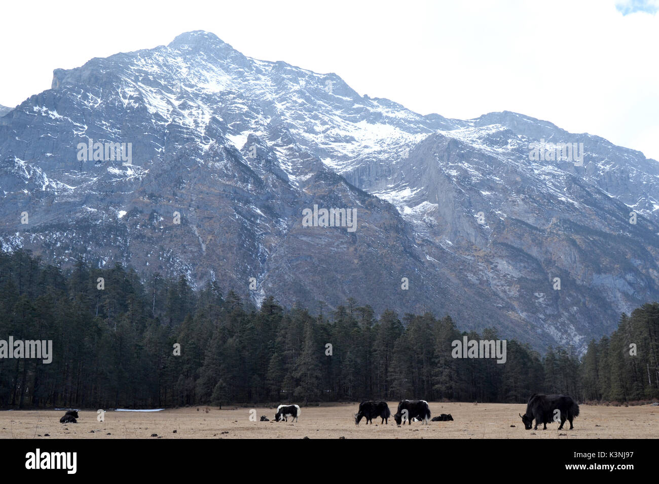 Jadedrachen-Schneeberg Stockfoto