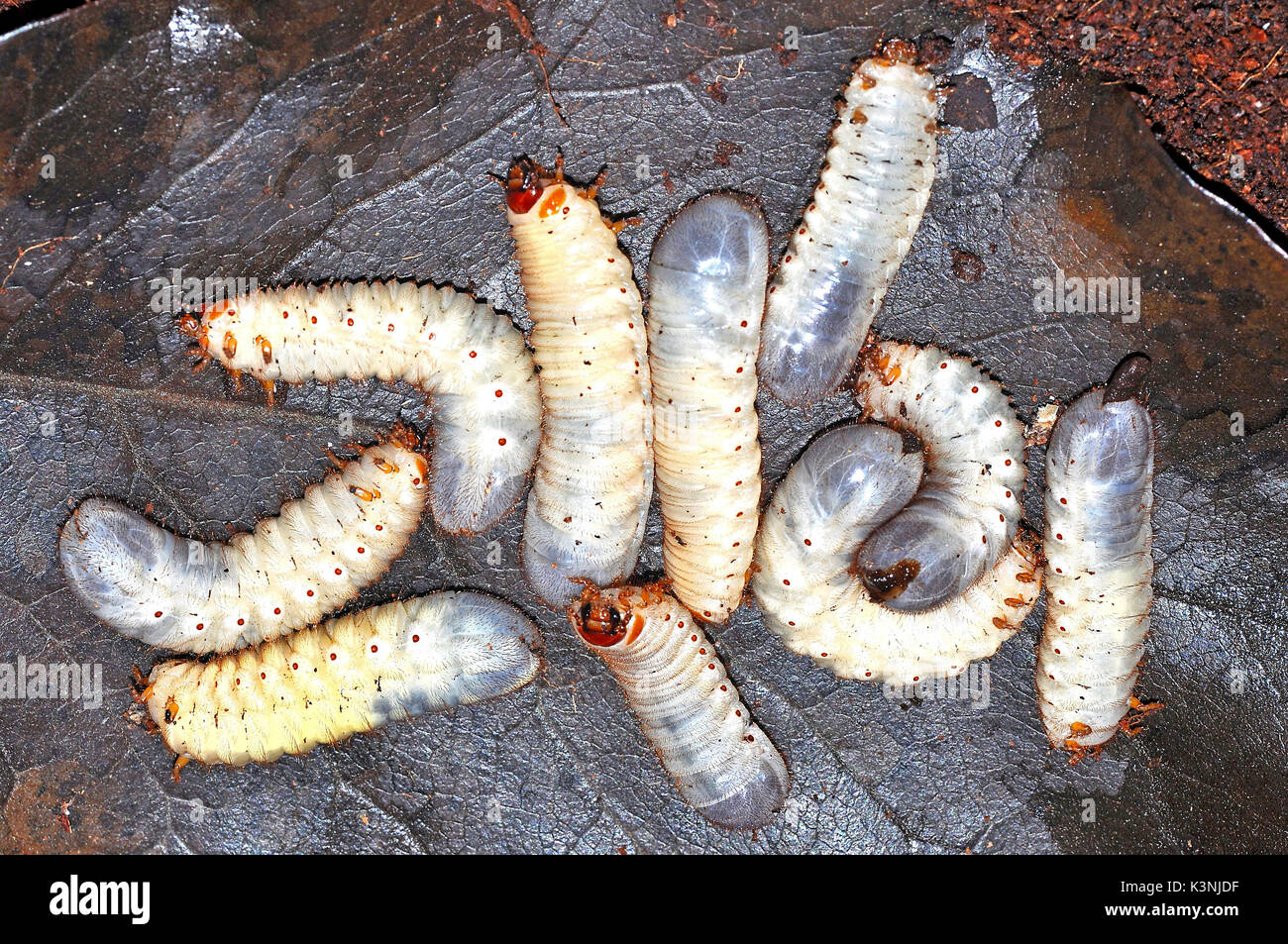 Afrikanische Sonne Käfer (Pachnoda marginata Peregrina) Maden Stockfoto