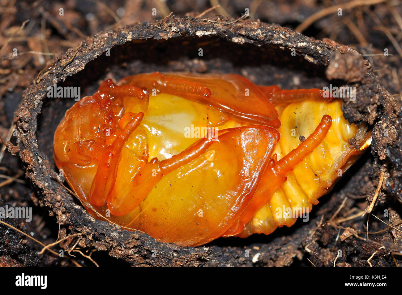 Afrikanische Sonne Käfer (Pachnoda marginata Peregrina) Puppen in Cocoon Stockfoto