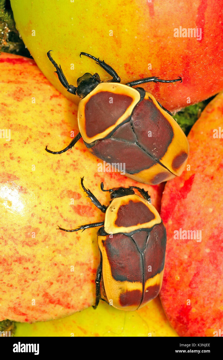 Afrikanische Sonne Käfer (Pachnoda marginata Peregrina) Stockfoto