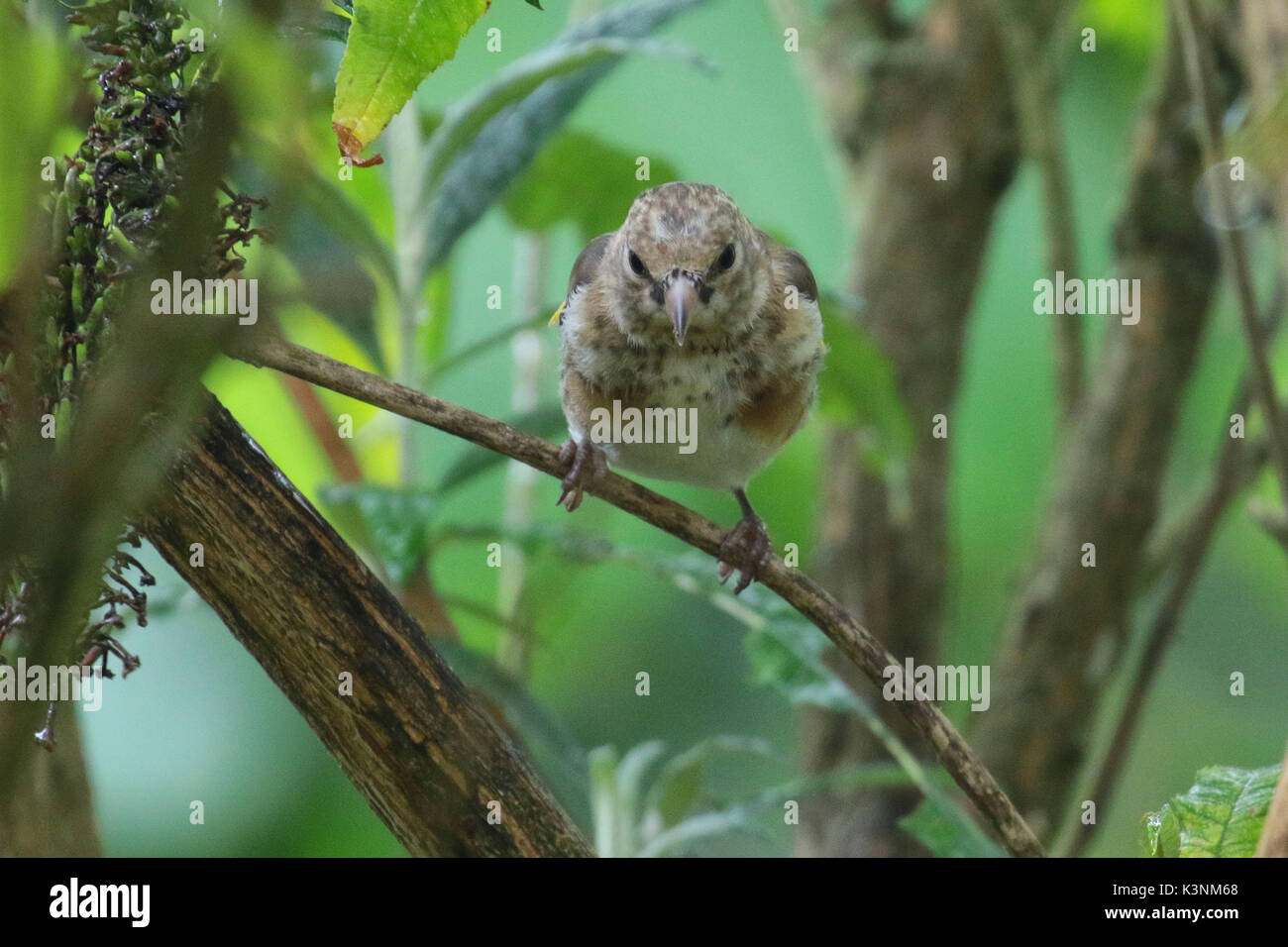 Juvenile Europäischen goldfinch thront auf einem Zweig Stockfoto