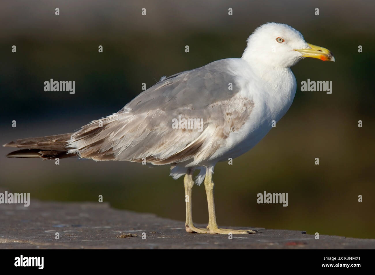 Yellow-legged Gull (Larus michahellis), Unreife, Essaouira, Marokko. Stockfoto