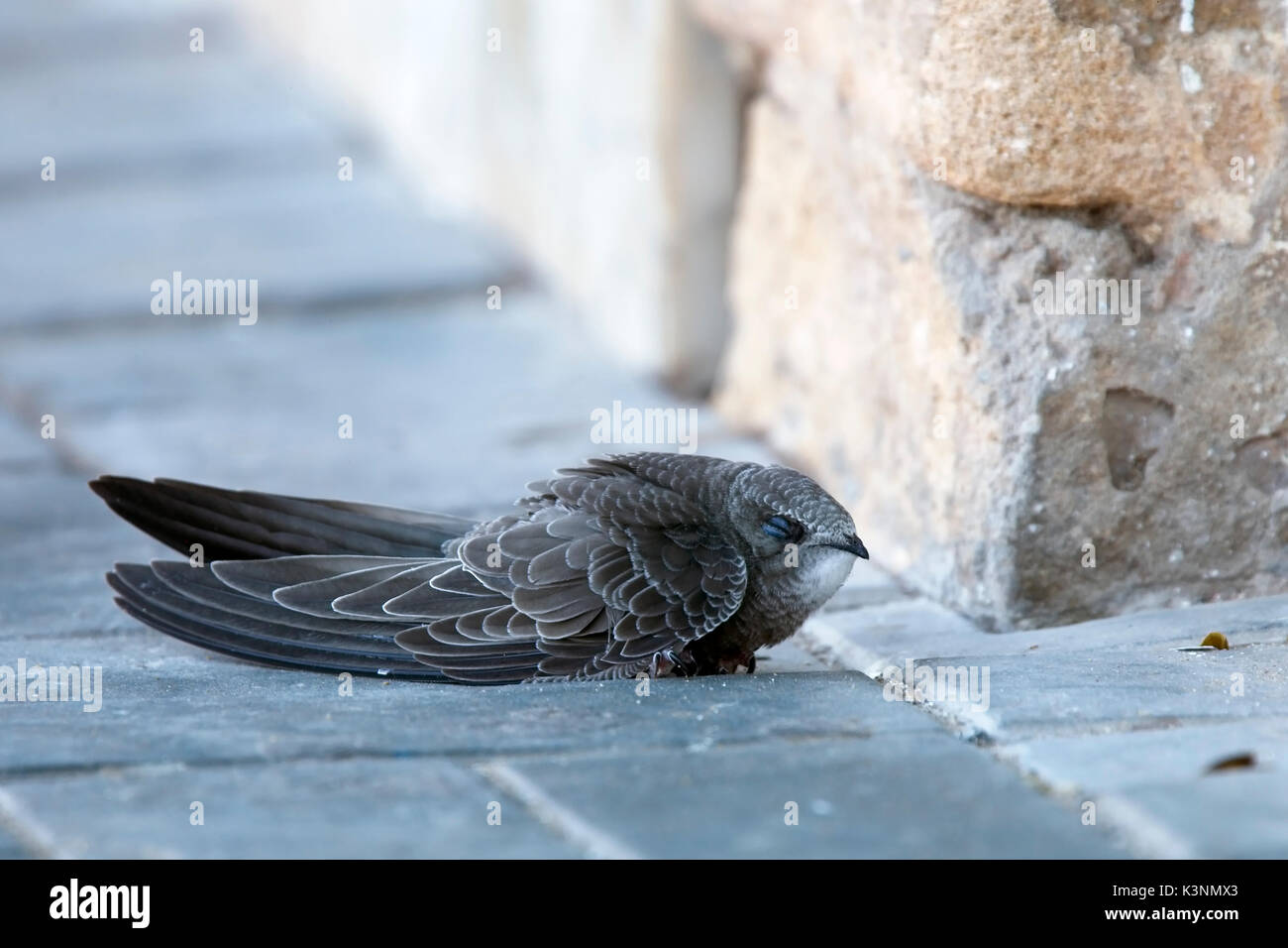 Blassen Swift, (Apus pallidus) erschöpft, an einem kühlen Morgen, Essaouira, Marokko geerdet. Stockfoto