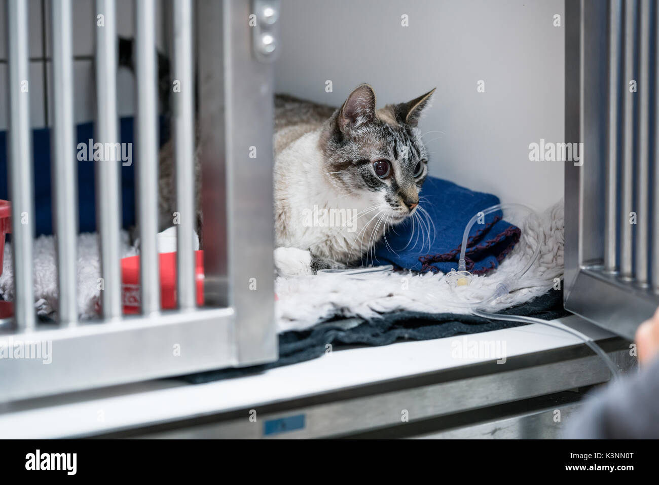 Katze im Käfig der ICU im Tierarzt Tierklinik auf die Auffangschale Stockfoto