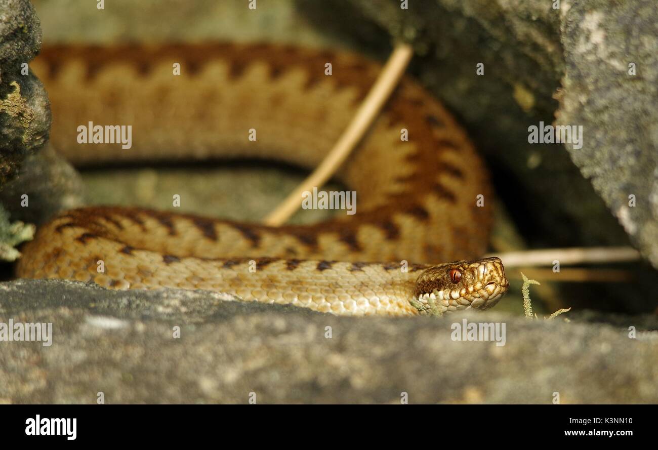 Gemeinsame Europäische Viper weiblichen Addierer uk Schlange auf einer Steinmauer in Derbyshire longshaw Immobilien Stockfoto