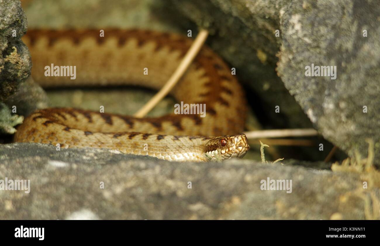 Gemeinsame Europäische Viper weiblichen Addierer uk Schlange auf einer Steinmauer in Derbyshire longshaw Immobilien Stockfoto