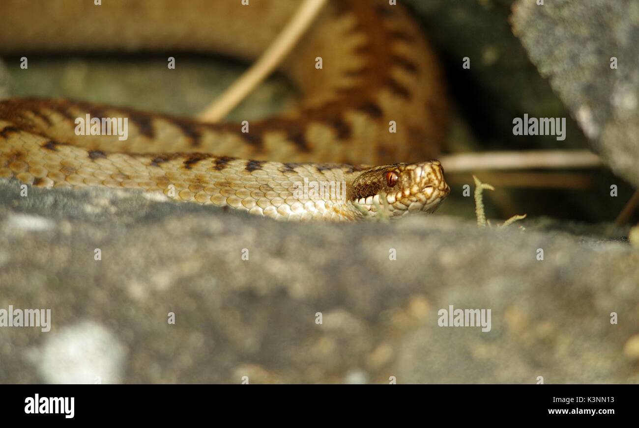 Gemeinsame Europäische Viper weiblichen Addierer uk Schlange auf einer Steinmauer in Derbyshire longshaw Immobilien Stockfoto