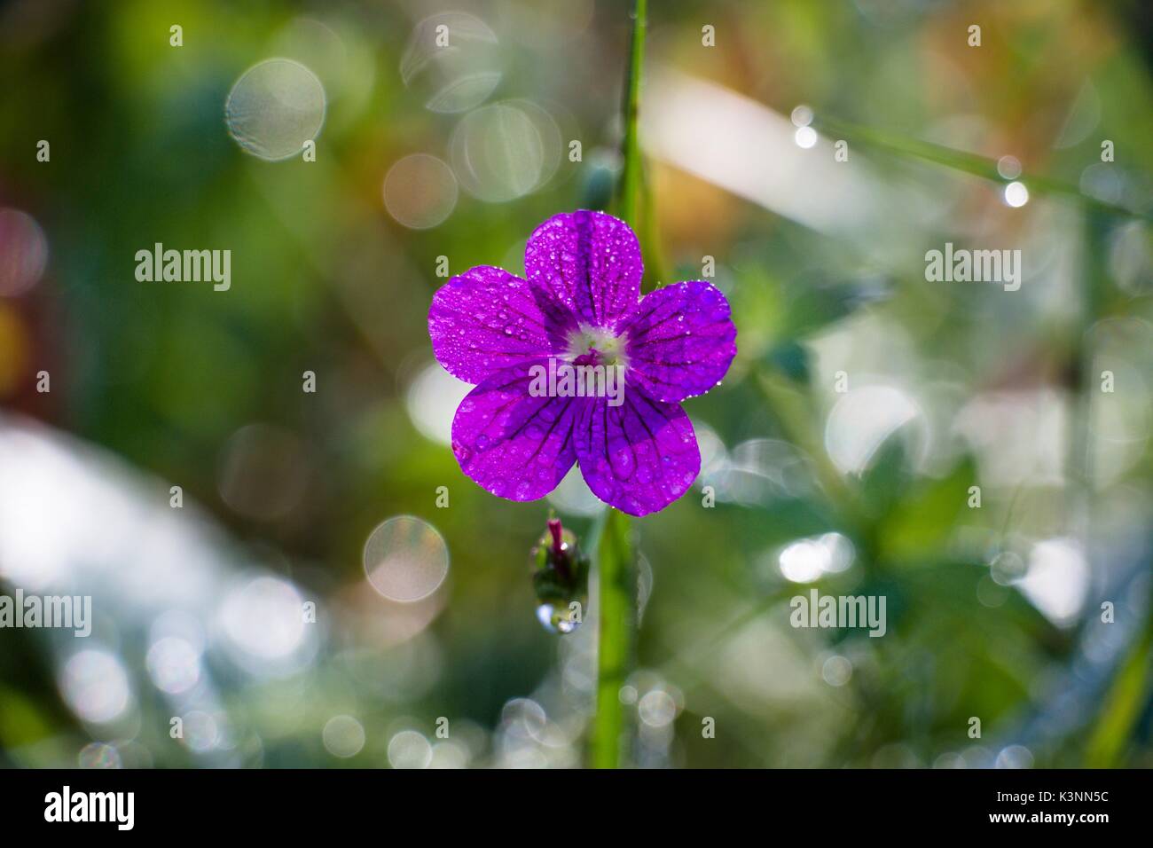 Schöne Blume von einem violetten Farbton in Tropfen Morgentau auf einer Waldlichtung, einem schönen Herbst morgen Stockfoto