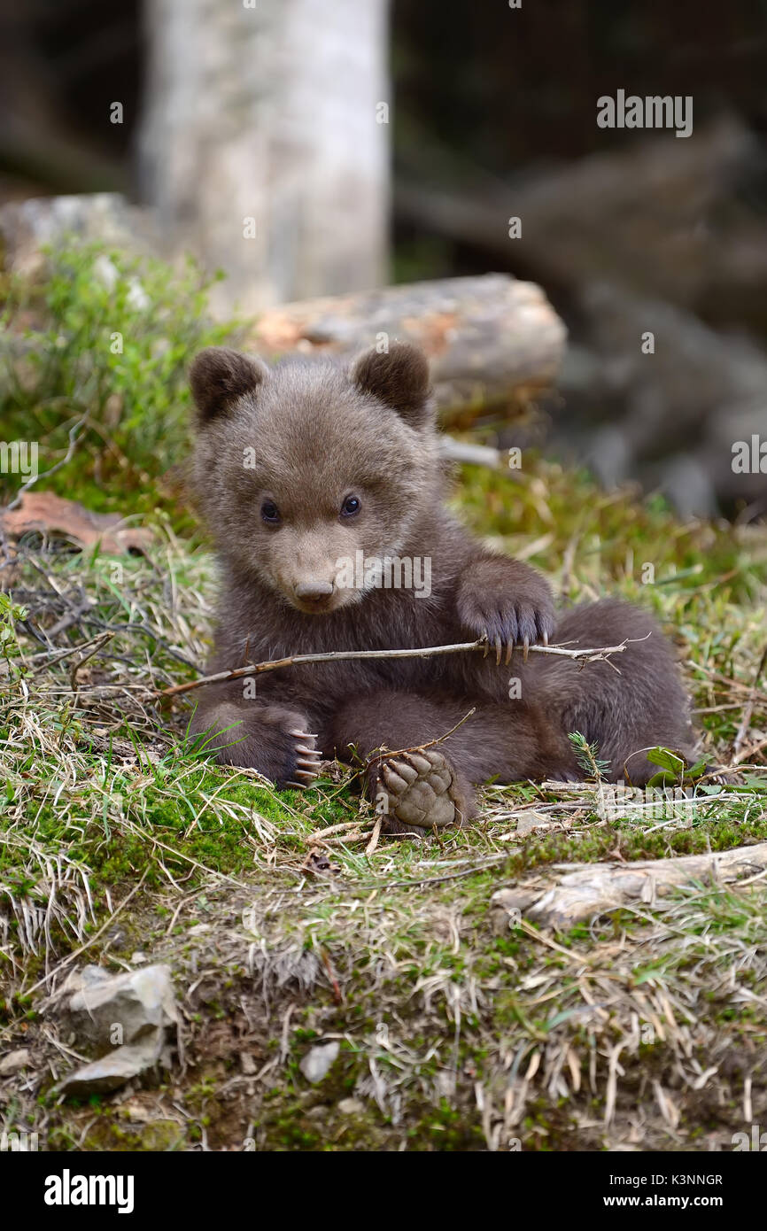 Junge Braunbären in den Wald. Portrait von Braunbär. Tier in der Natur Lebensraum. Cub von Braunbär ohne Mutter. Stockfoto