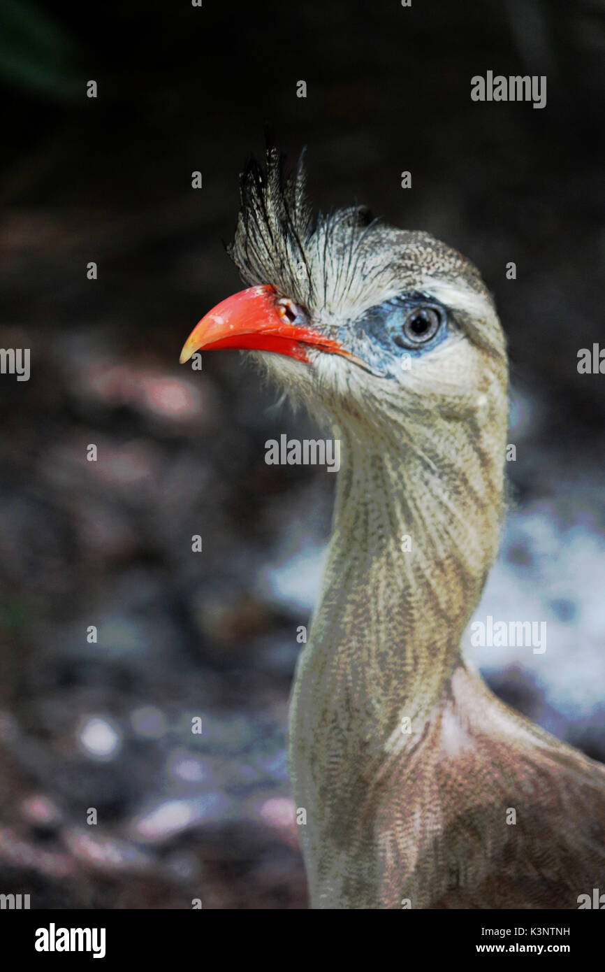 Eine große brasilianische Vogel, der Red Legged Seriema Stockfoto