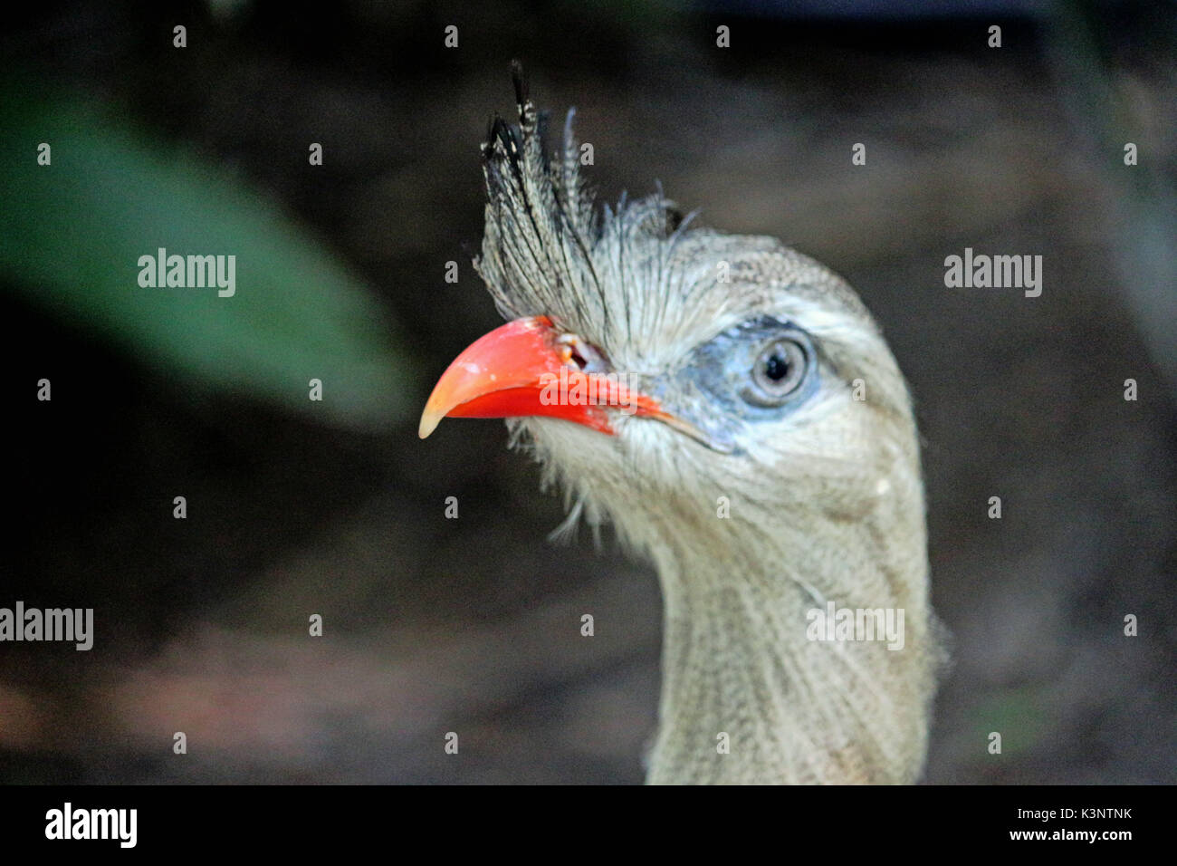 Eine große brasilianische Vogel, der Red Legged Seriema Stockfoto