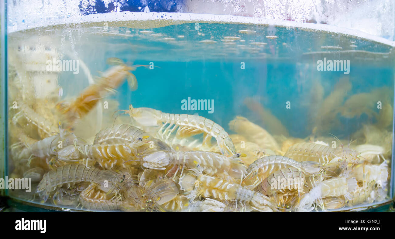 Mantis shrimp Meeresfrüchte schwimmen im Wasser Stockfoto