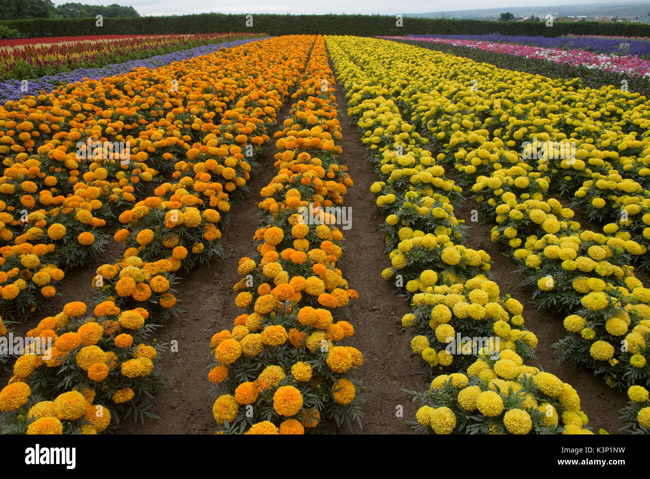 Bunte Tagetes (Tagetes erecta) am Bauernhof Tomita in Nakafurano, Hokkaido, Japan Stockfoto