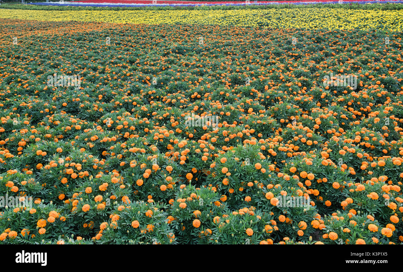 Bunte Tagetes (Tagetes erecta) am Bauernhof Tomita in Nakafurano, Hokkaido, Japan Stockfoto