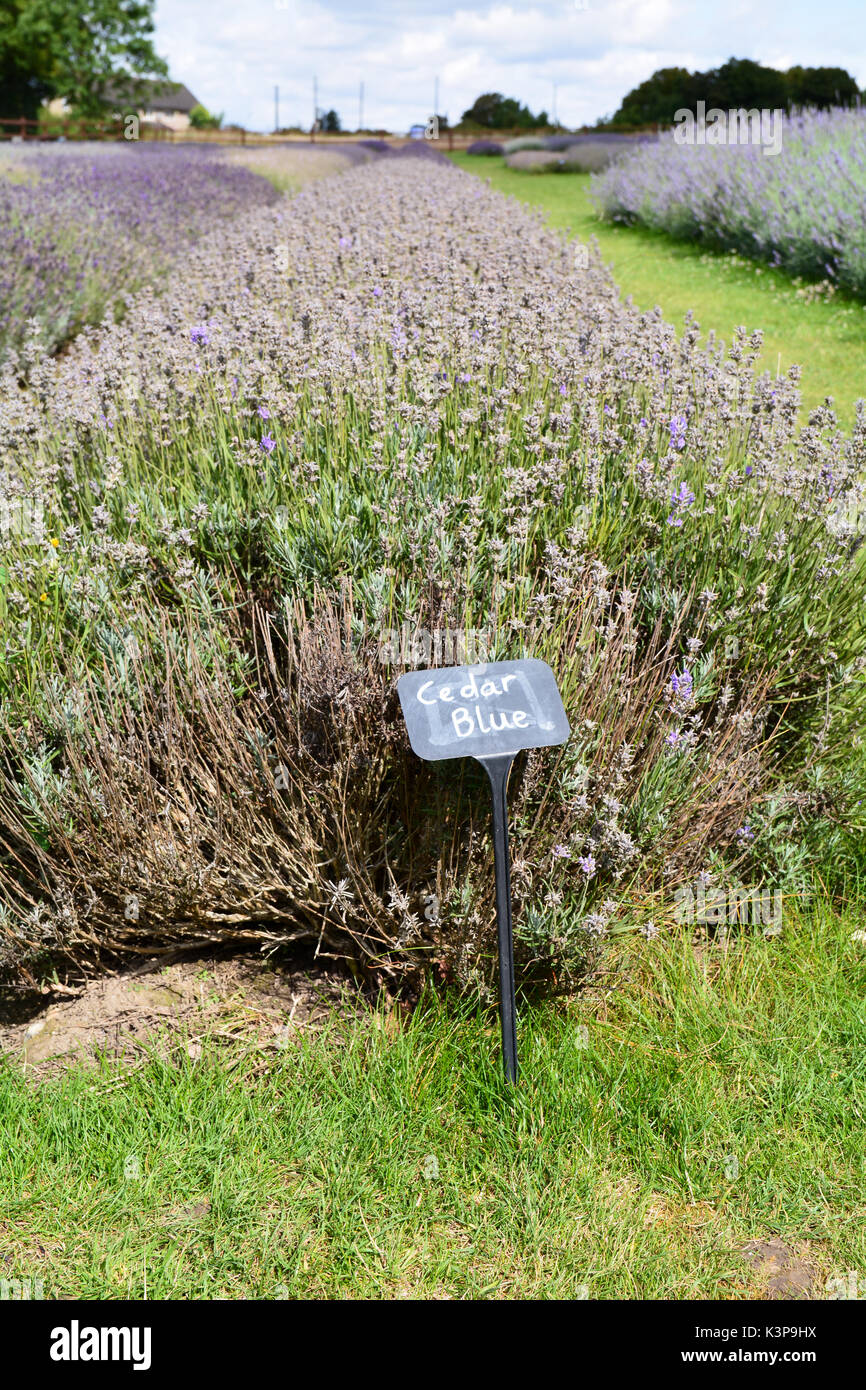 Zeder Blue Lavendel (Lavandula) Blumen mit Label Stockfoto