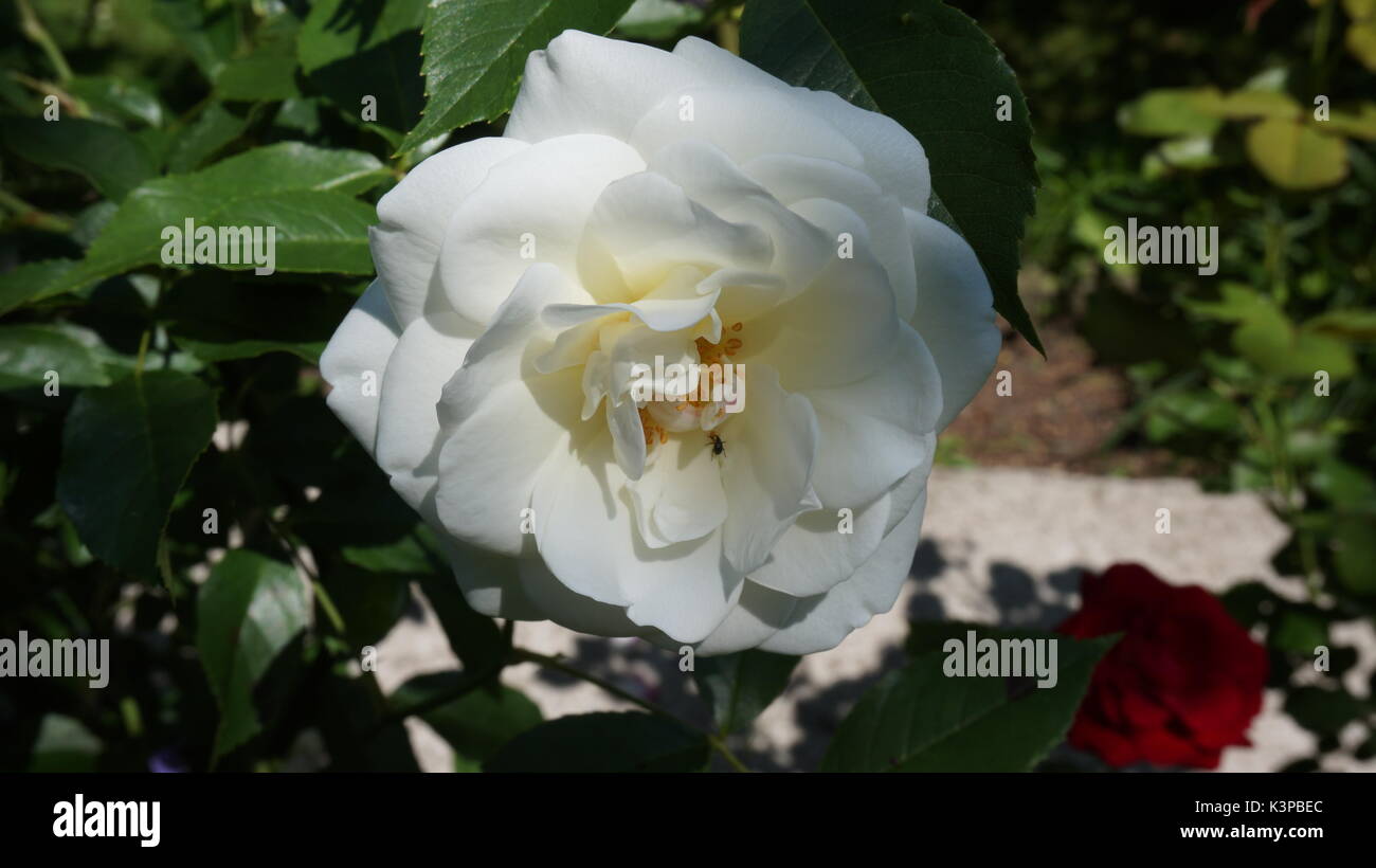 Rose Weiß Blume Sommer Garten Stockfoto