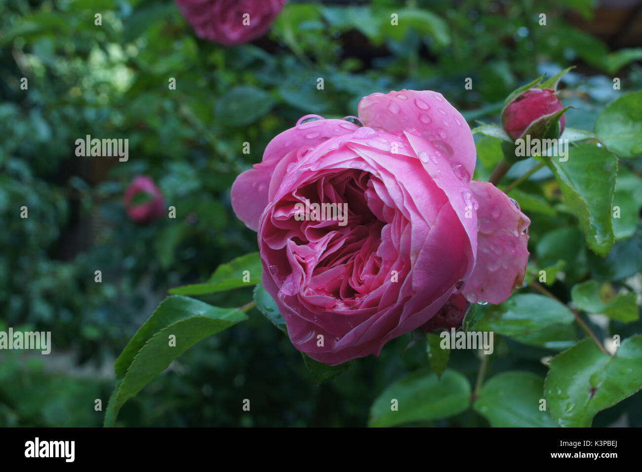 Blume rosa Rose nassen Wassertropfen Sommergarten Stockfoto