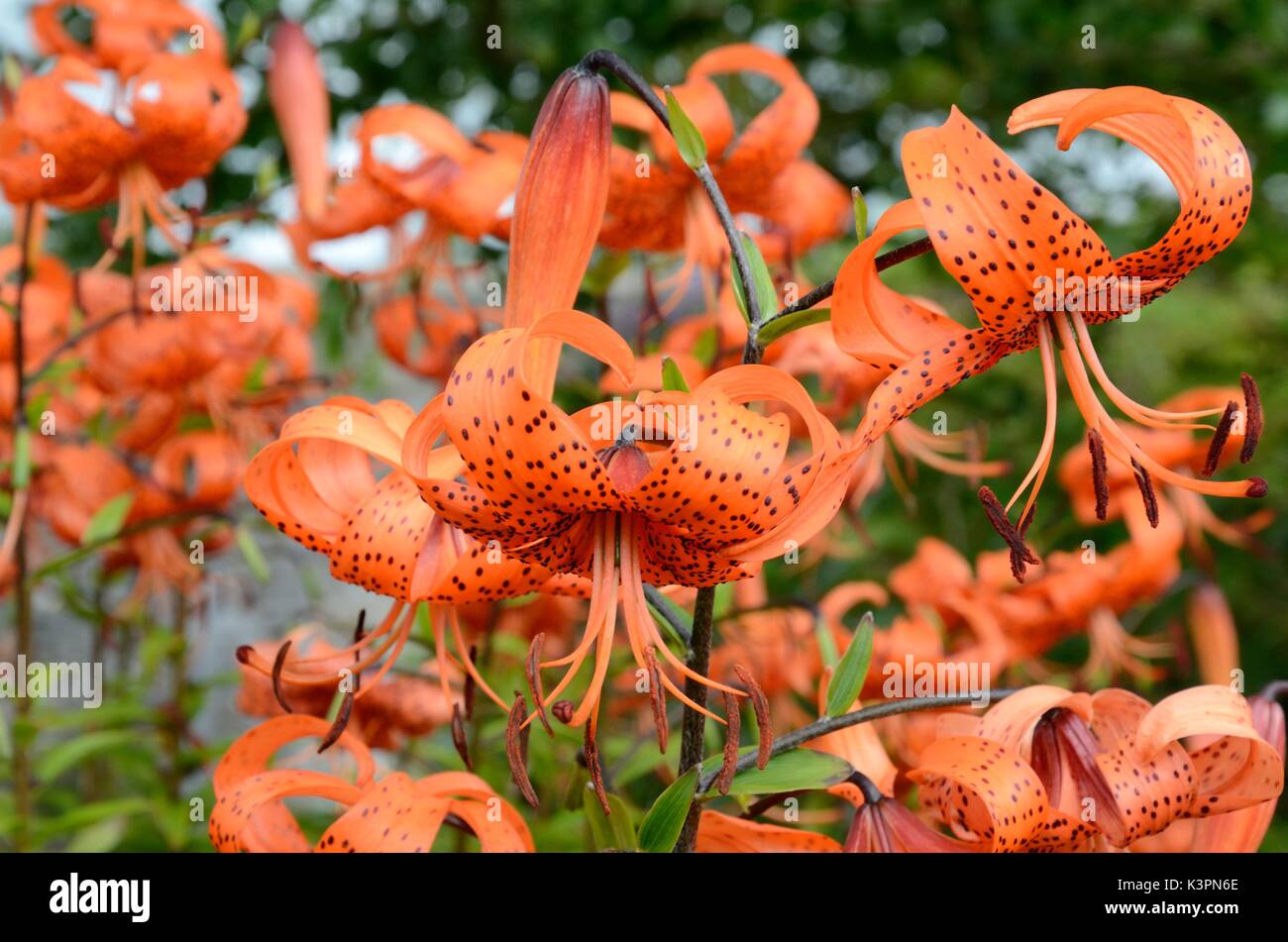 Tiger Lily Lilium Lancitolium Graben Lily grosse orange Blüten Blüten bedeckt mit Flecken Stockfoto
