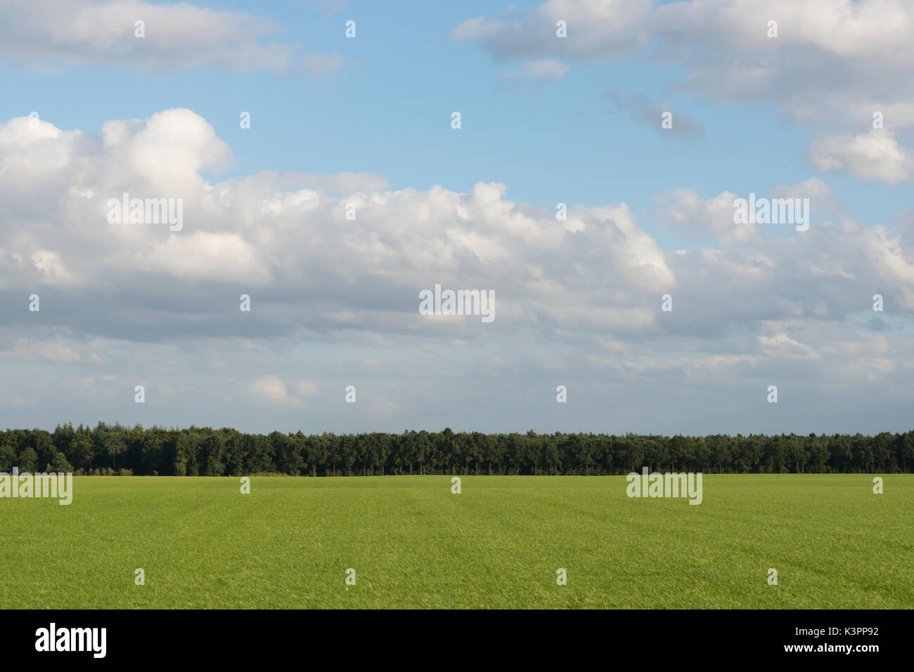 Bewölkter Himmel über weiten Wiesen mit einem Wald in den Niederlanden als Hintergrundbild Stockfoto