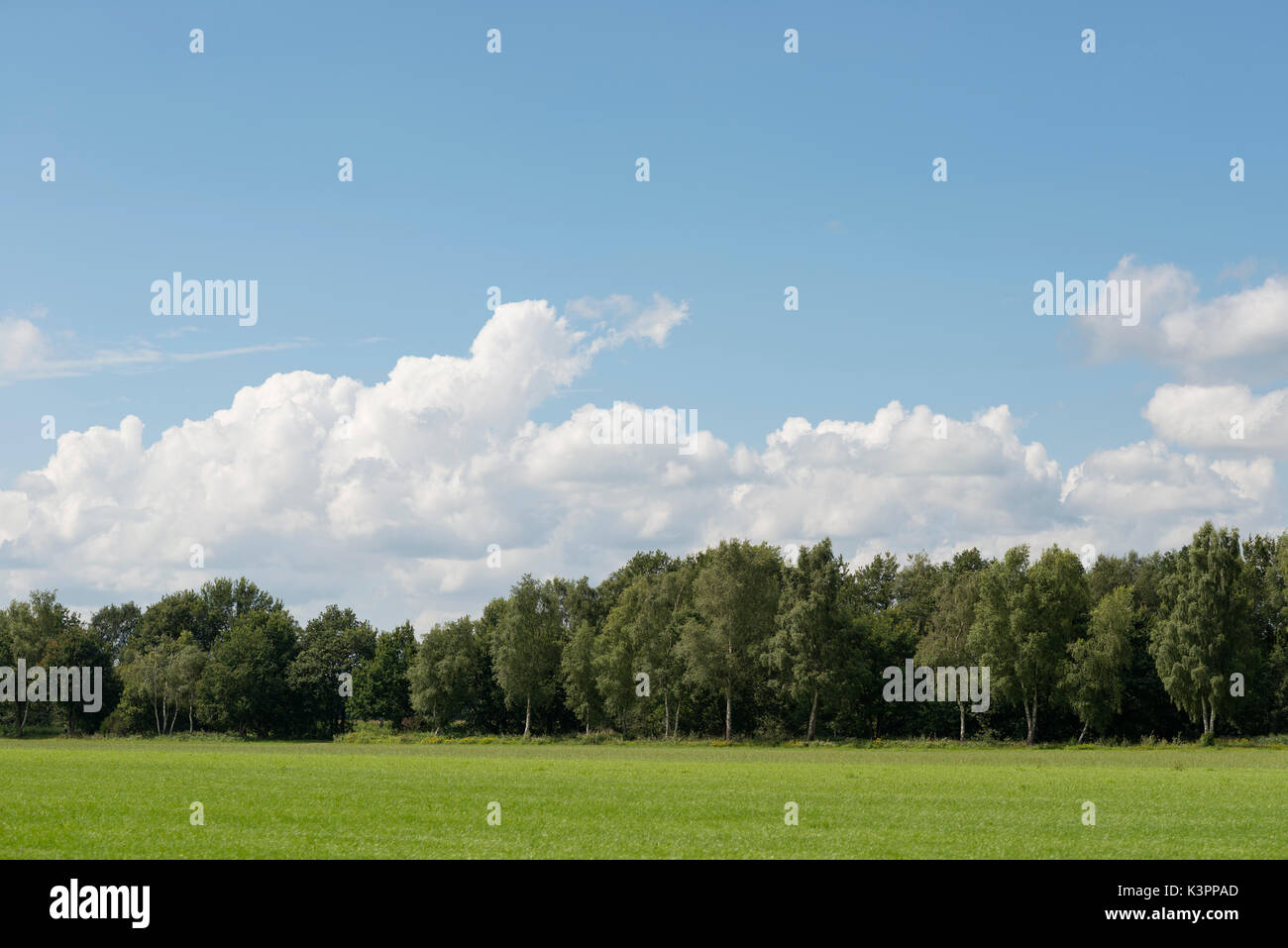 Bewölkter Himmel über weiten Wiesen mit einem Wald in den Niederlanden als Hintergrundbild Stockfoto