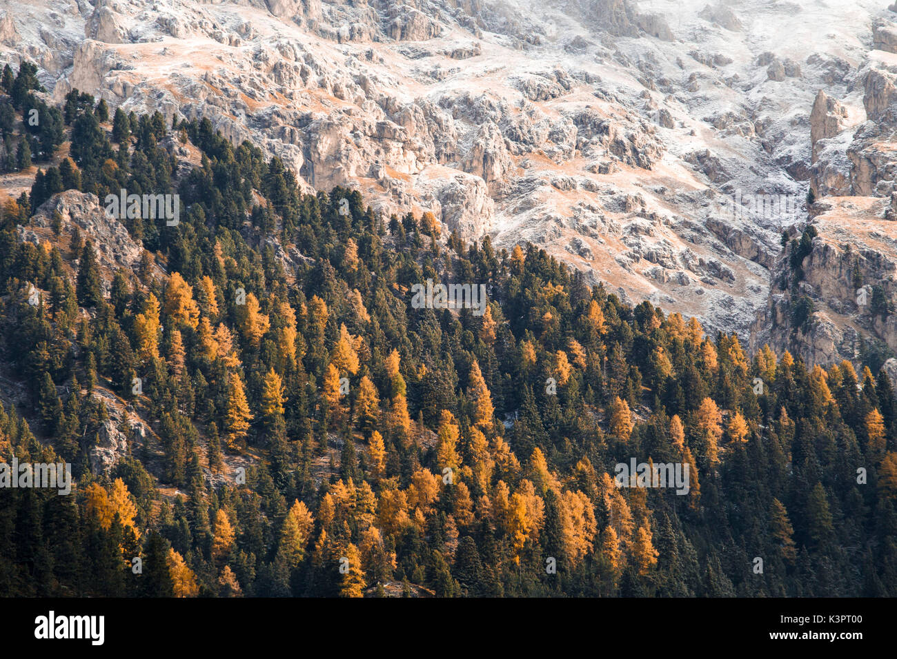 Bunte Bäume im Herbst, Naturpark Puez-Geisler Naturpark, Südtirol, Italien Stockfoto