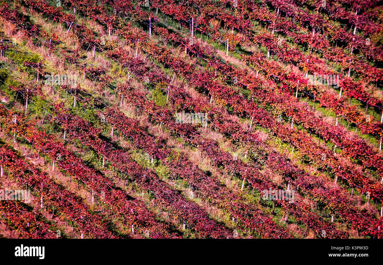 Castelvetro, Modena, Emilia Romagna, Italien Stockfoto