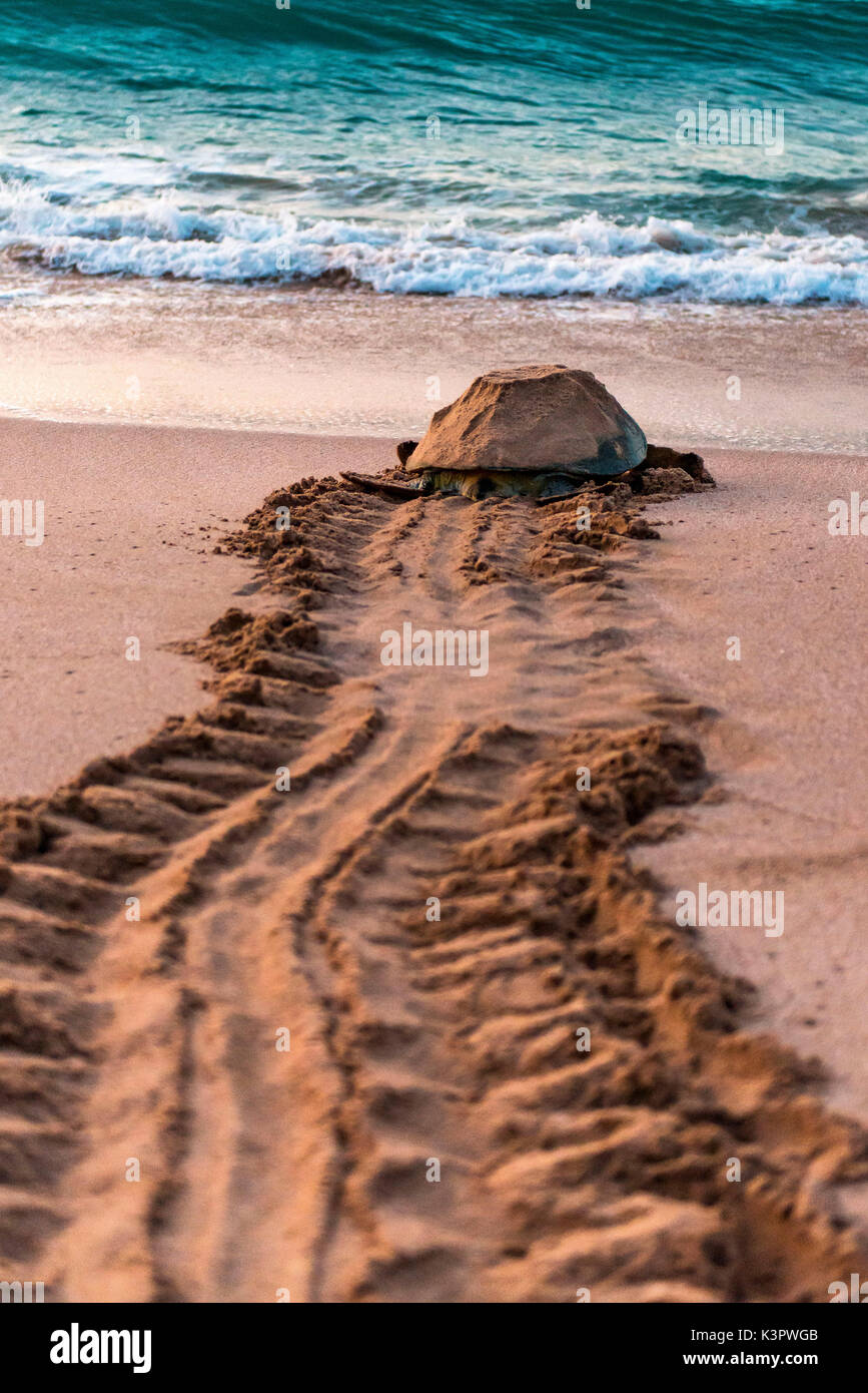 Ras Al Jinz, Turle finden, Sultanat Oman, Naher Osten. Grüne Meeresschildkröte Rückkehr zum Meer. Stockfoto