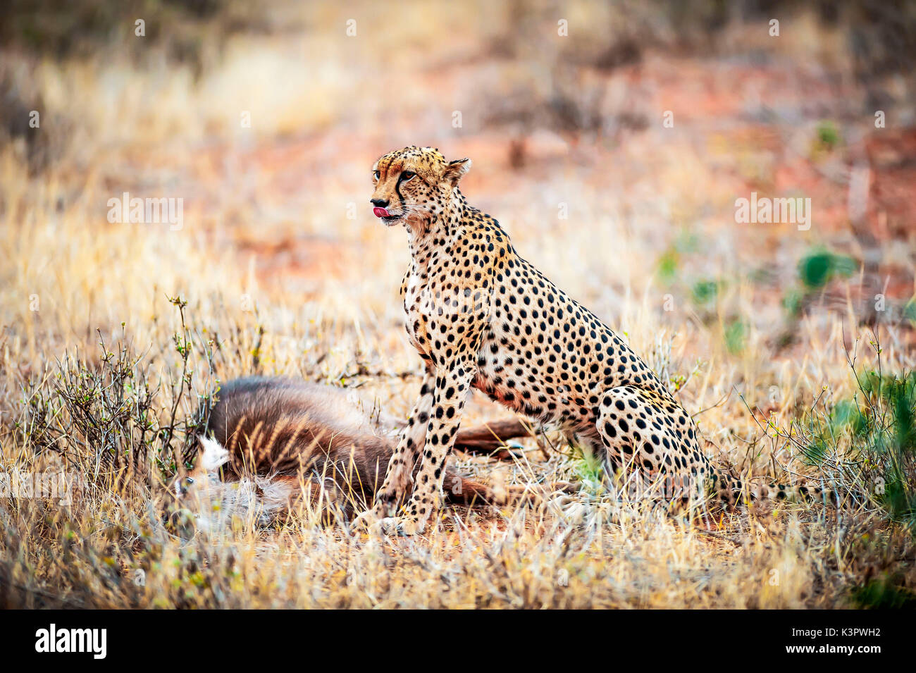 Samburu National Reserve. Kenia, Afrika. Gepard (Acinonyx jubatus) nach dem Töten eines Wasserbock. Stockfoto