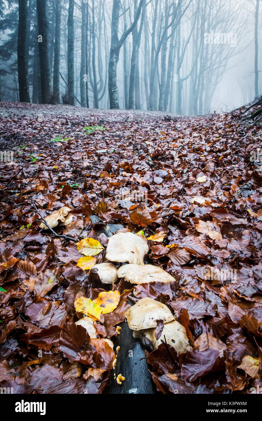 Sassofratino finden, Foreste Casentinesi Nationalpark, Badia Prataglia, Toskana, Italien, Europa. Pilze auf nasses Laub Teppich Stockfoto