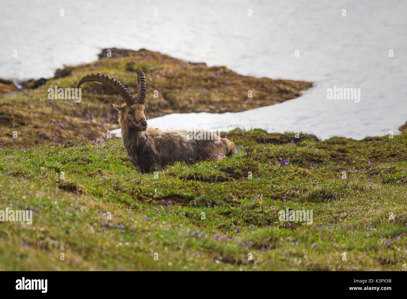 Ibex (Capra ibex) liegend im Gras unter den Blumen und Schnee, Alpen, Schweiz Stockfoto