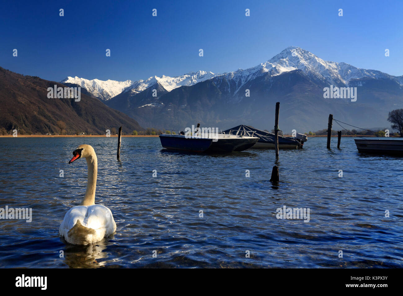 Ein neugieriger Swan Die protographer in Pozza di Dascio im Frühjahr, mit Monte Legnone im Hintergrund noch von Schnee bedeckt, Provinz Como, Lombardei, Italien Stockfoto