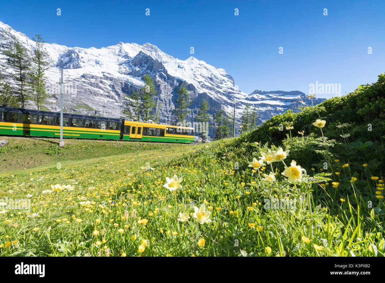 Die wengernalpbahn Zahnradbahn von Blumen und schneebedeckten Gipfeln Wengen Berner Oberland Kanton Bern Schweiz Europa gerahmt Stockfoto