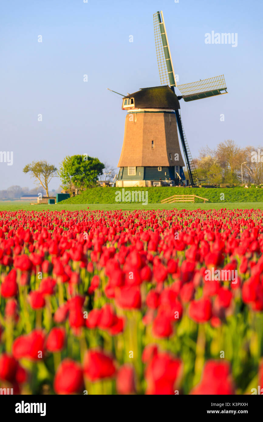 Felder von roten Tulpen umgeben die typische Windmühle Berkmeer Gemeinde Koggenland North Holland Niederlande Europa Stockfoto