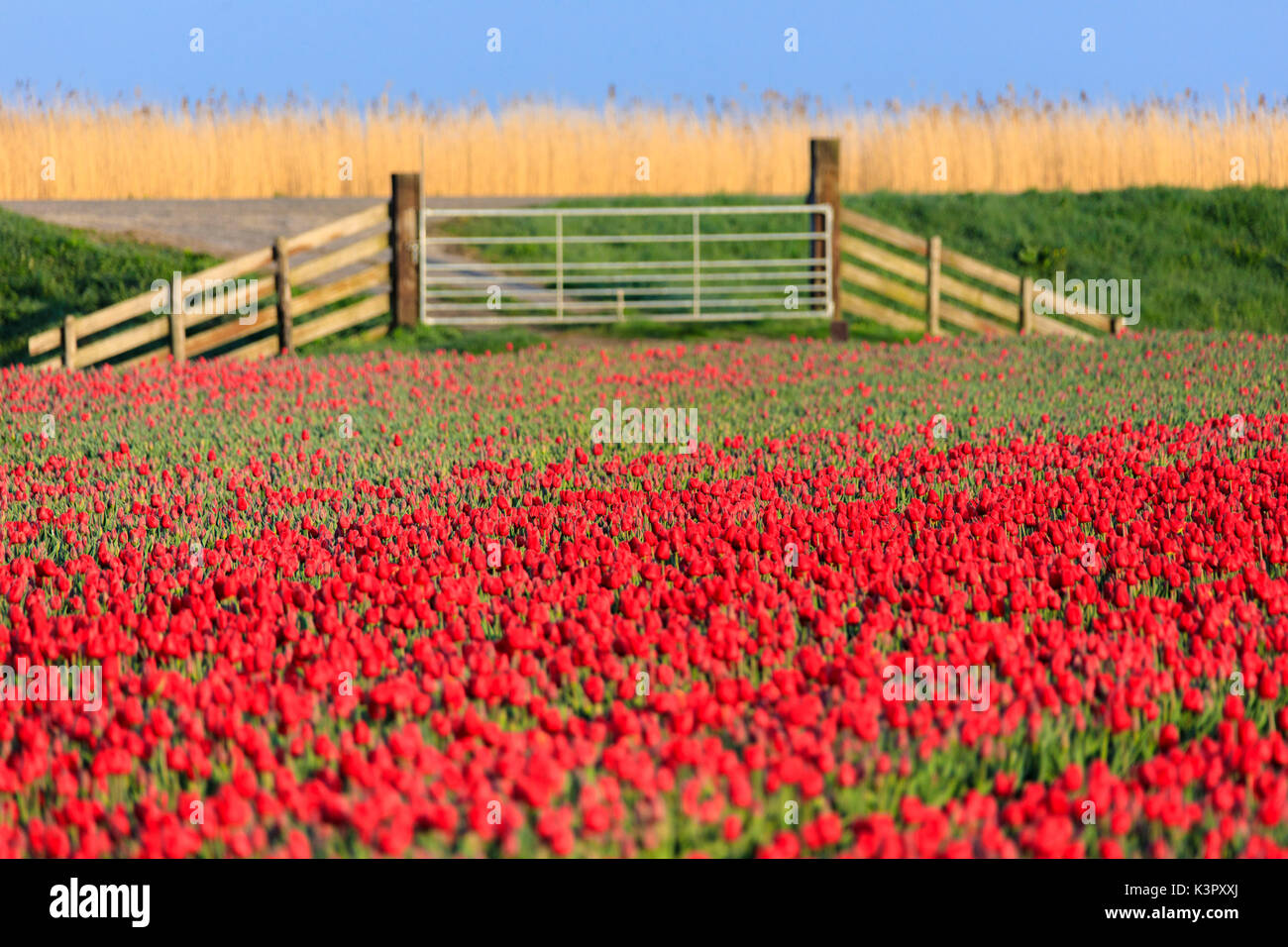 Sunrise leuchtet der rote Tulpen in voller Blüte Berkmeer Gemeinde Koggenland North Holland Niederlande Europa Stockfoto