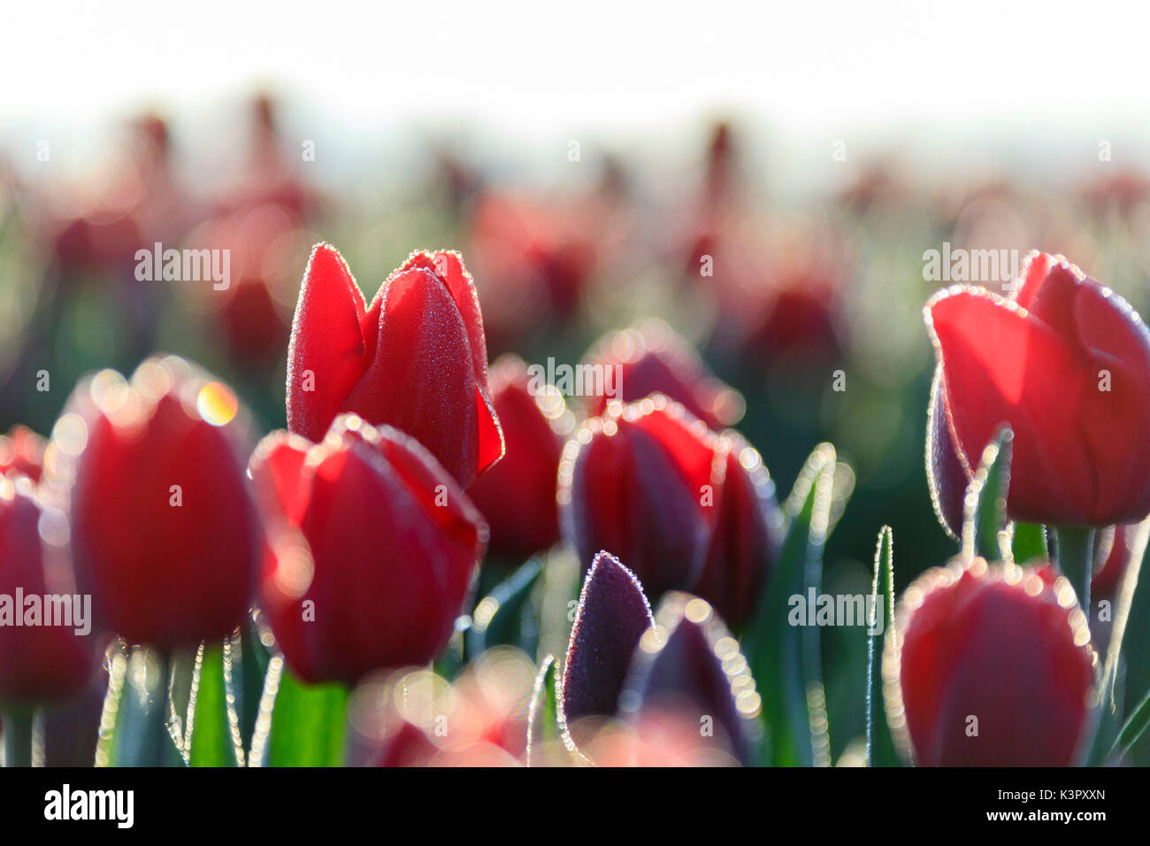 Nahaufnahme von roten Tulpen blühen in der Landschaft von Berkmeer Gemeinde Koggenland North Holland Niederlande Europas Stockfoto