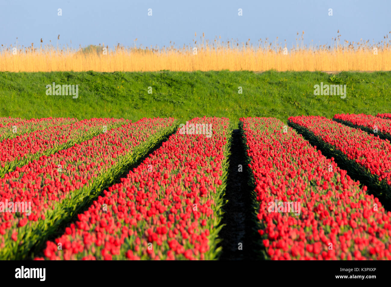 Blühende rote Tulpen in der Landschaft von Berkmeer Gemeinde Koggenland North Holland Niederlande Europa Stockfoto