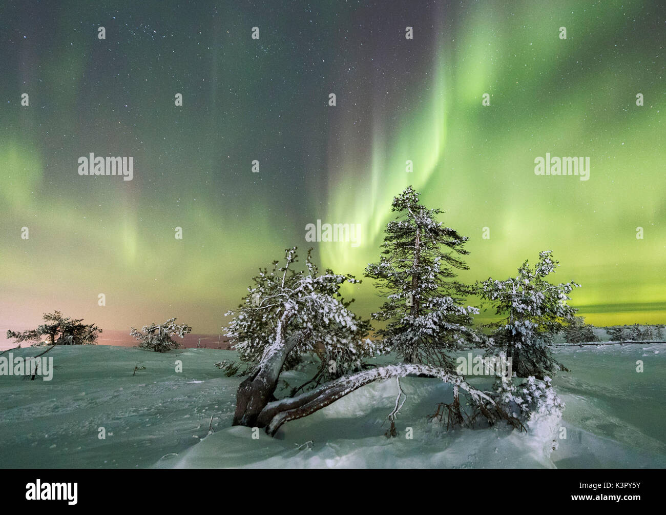 Nordlicht und Sternenhimmel auf die verschneite Landschaft und die gefrorenen Bäume Levi Sirkka Kittilä Lappland Region Finnland Europa Stockfoto