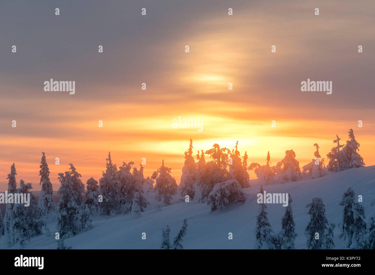 Die Arctic Sunrise leuchtet die verschneite Wälder im Morgennebel c Österbotten Region Lappland Finnland Europa ummantelt Stockfoto