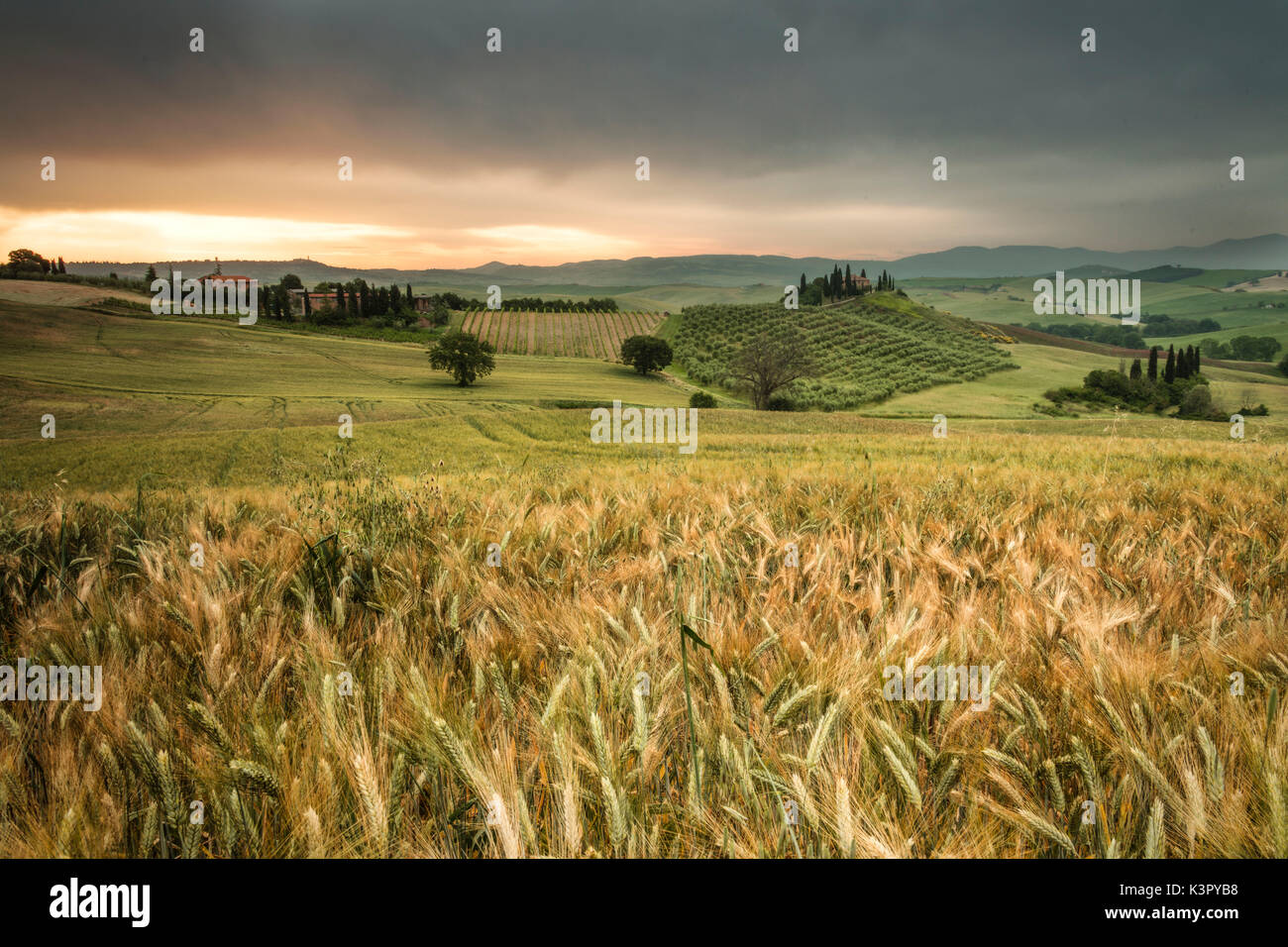 Sonnenaufgang auf den Gebieten der Ähren und die sanften grünen Hügel der Val d'Orcia Provinz Siena Toskana Italien Europa Stockfoto