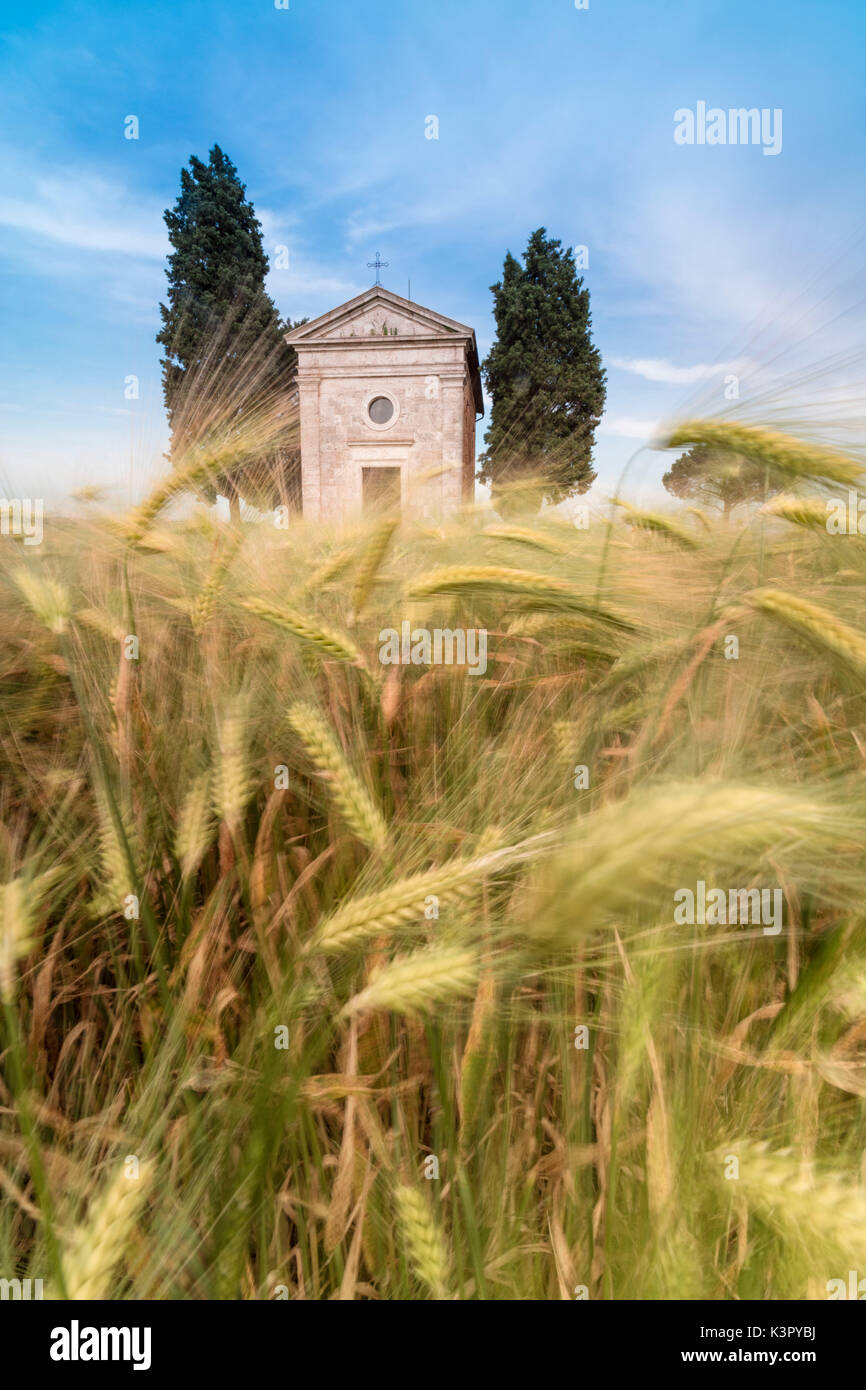 Felder der Ähren auf den sanften grünen Hügeln der Val d'Orcia Provinz Siena Toskana Italien Europa Stockfoto