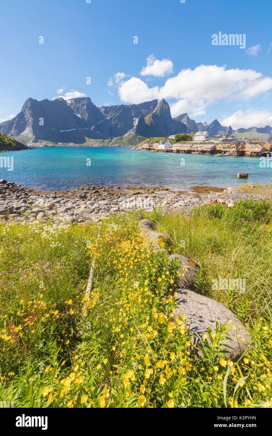 Gelbe Blumen in Blüte Frame das türkisfarbene Meer und das Fischerdorf Sakrisøy Reine Lofoten norwegen Europa Stockfoto